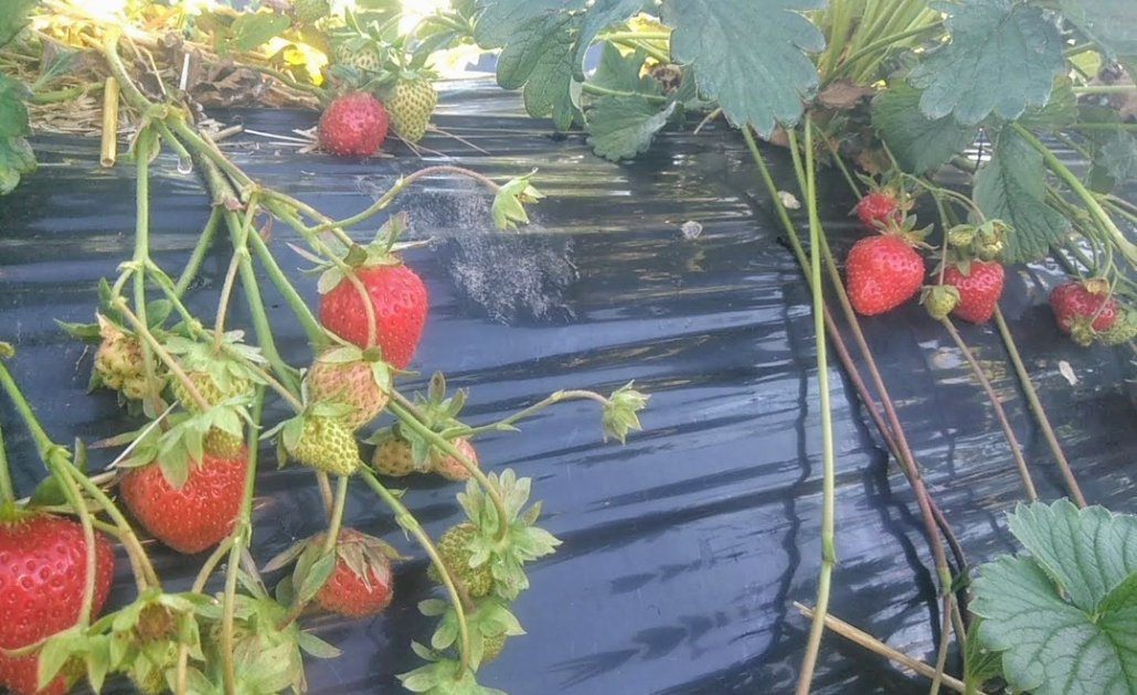 いちご狩り 松浦農園 きらり いしかり